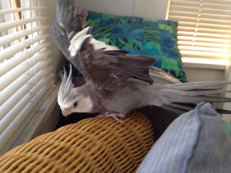 Here, the in-casa "birdular" security system issues one (of many) customized alerts - this one is called "big wings."