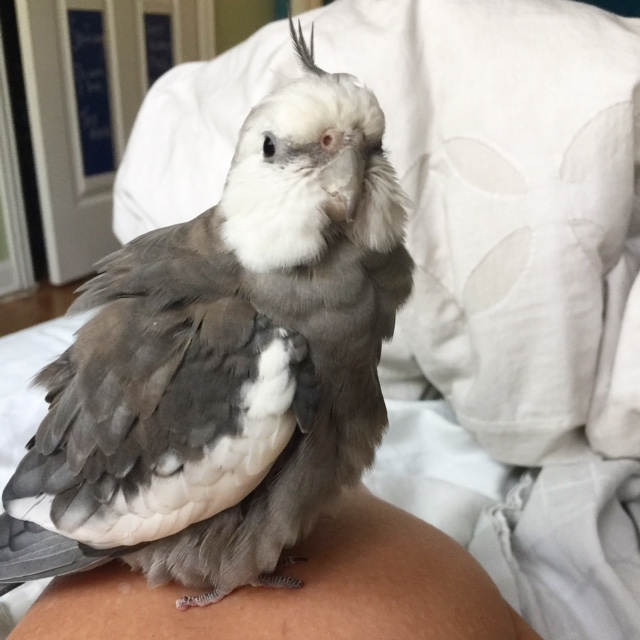 I know how much my mommy loves me, because the very moment I fluff up my neck feathers, she rushes over to scratch them for me.