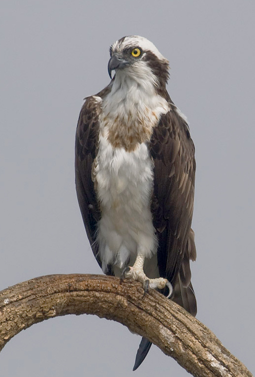 An osprey, looking fetching and feathery (not to mention quite fierce). -Image courtesy of Wikipedia