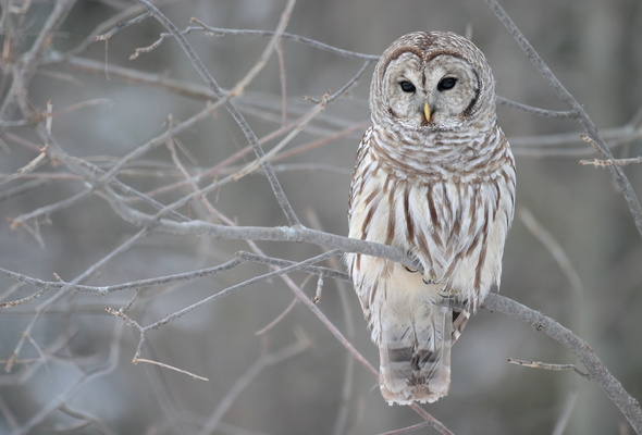 A great grey owl stares fixedly at an interloper.