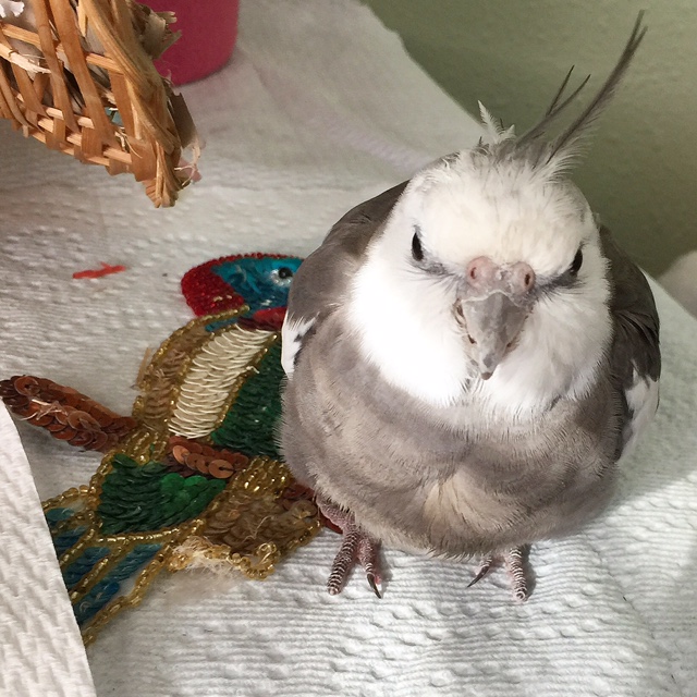 Pearl enjoying another full day of leadership as the flock "alpha."