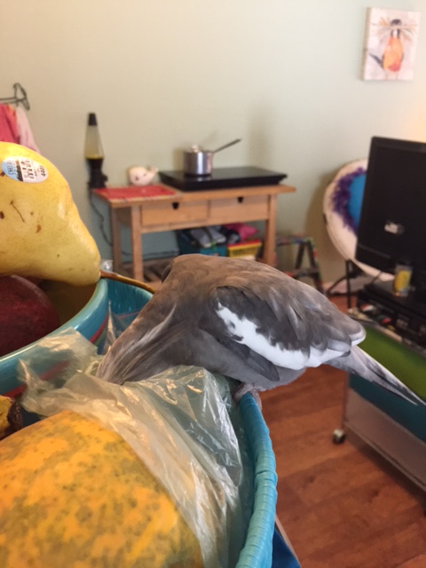 What is that? You say you are sure I am Pearl Cutts the covert operative? 
