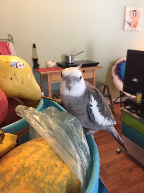 Well, yes, I am Pearl Cutts, the famous and feathery actor. No, no relation to Pearl Cutts the famous and feathery "covert operative."