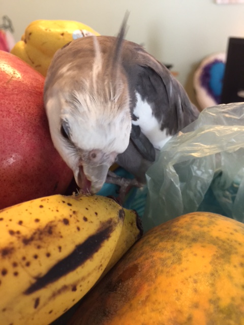 What is that, Mr. Banana Boat? Well, come to think of it, you are starting to look pretty familiar yourself.