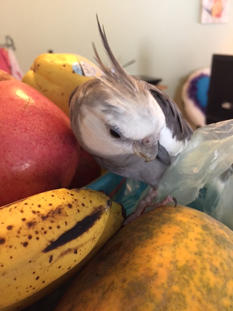 What about you, Mr. Papaya Head? You want to get in on this little debate? No? Wise choice to say nothing.
