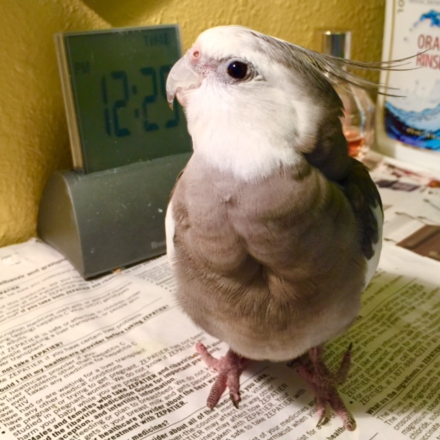 The avian of the casa poses with his bestie, the bathroom clock....