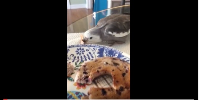 birdbagelvideo