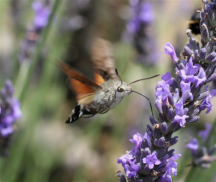 A hummingbird hawk-moth hums while he snacks. (image courtesy of wikipedia)