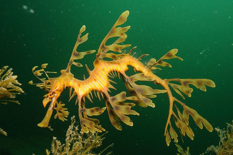 A leafy seadragon... (image courtesy of Wikipedia).