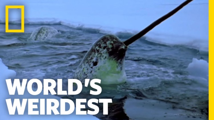 A narwhal shows off his manly, toothy tusk. (image courtesy of NatGeo)