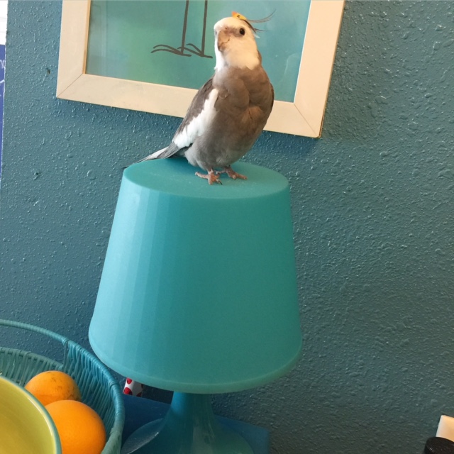 Pearl, demonstrating his gratitude for "prettiness," "featheriness," and "cuteness" by striking (yet another) very pretty, feathery, cute pose. 