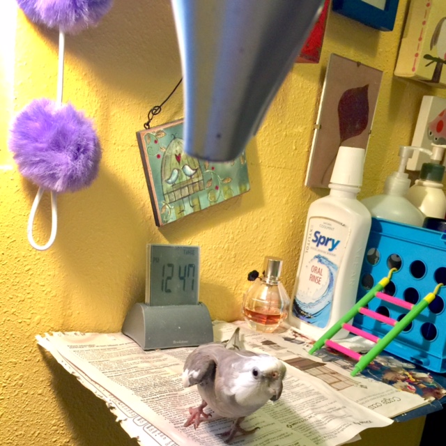 Pearl, post-shower, enjoying the gentle warm "breeze" of the blow dryer his large featherless assistant is holding.