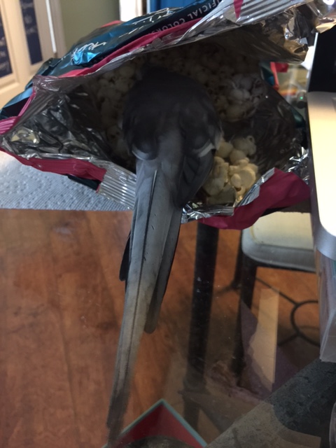 Are you SURE you are "eggs?" You seem oddly familiar....