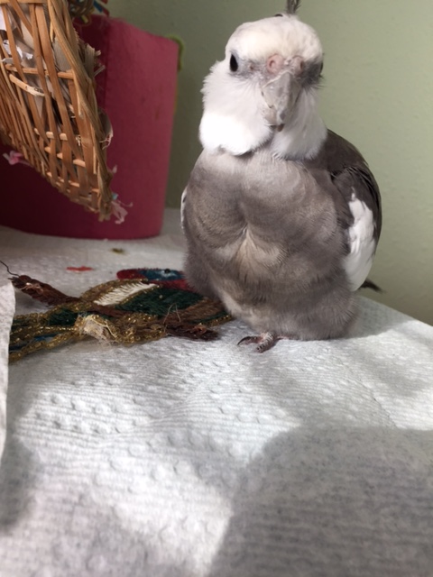 Hmmm. Odd. No serial number at all. Oh look, here come the paparazzi...they are shouting something about "cute" and "feathery".....