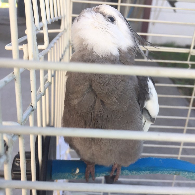 Pearl - tilting his cute, feathery head up to soak in more warm, sunny Vitamin D.