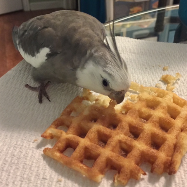 Pearl demonstrates the proper "waffle taste test stance" he uses for all new waffle recipes.