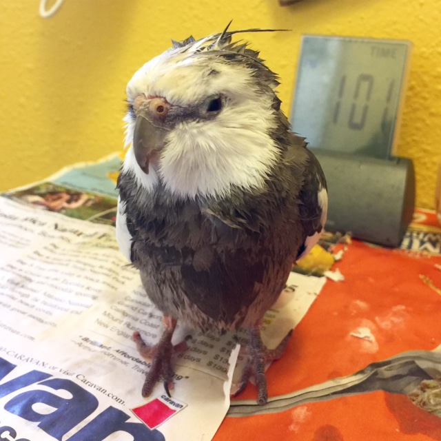 Here, notice how the model 