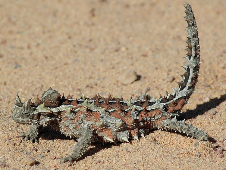 A thorny dragon on the move