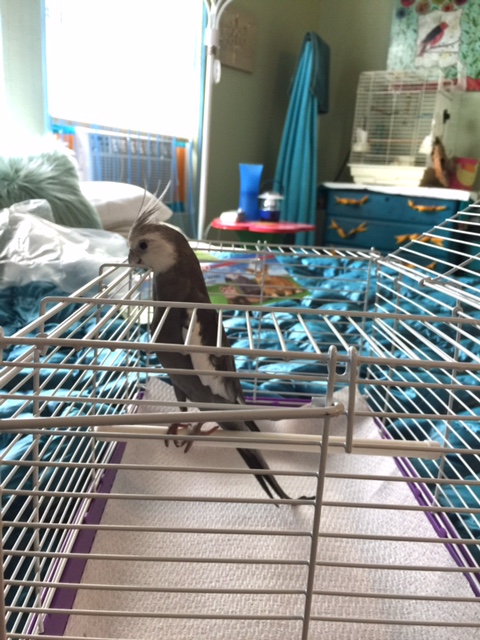 First I'll just stretch up like so, and then hook my sharp curved beak onto these white prison bars like so.....