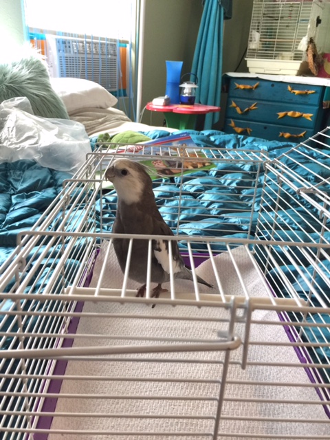 A "carrier?" But I've already got one of those. You know, the one that is much bigger and befits my station as the flock "alpha?"