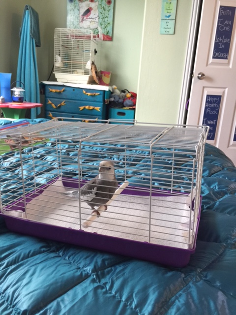 No, I do not think it is "roomier" with the top closed. No I don't want to hear your thoughts (yet again) on "avian safety"......