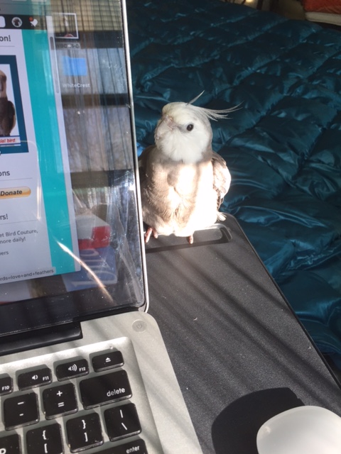 .007? No, we haven't seen anyone around here that looks like a covert operative. By the way, just how "covert" is your operation, anyway? Would you mind not giving out this location - I'm finally enjoying one day free from all the super fans and the paparazzi....oh thanks. I knew you would understand. Well, good luck finding .007....I wouldn't hold my breath if I were you. 