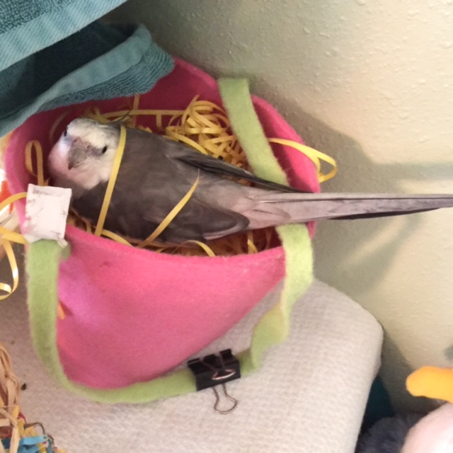 Pearl, feeling grateful for his posh and comfy nest, which is just big enough for him, a ladybird and some cute white eggs.