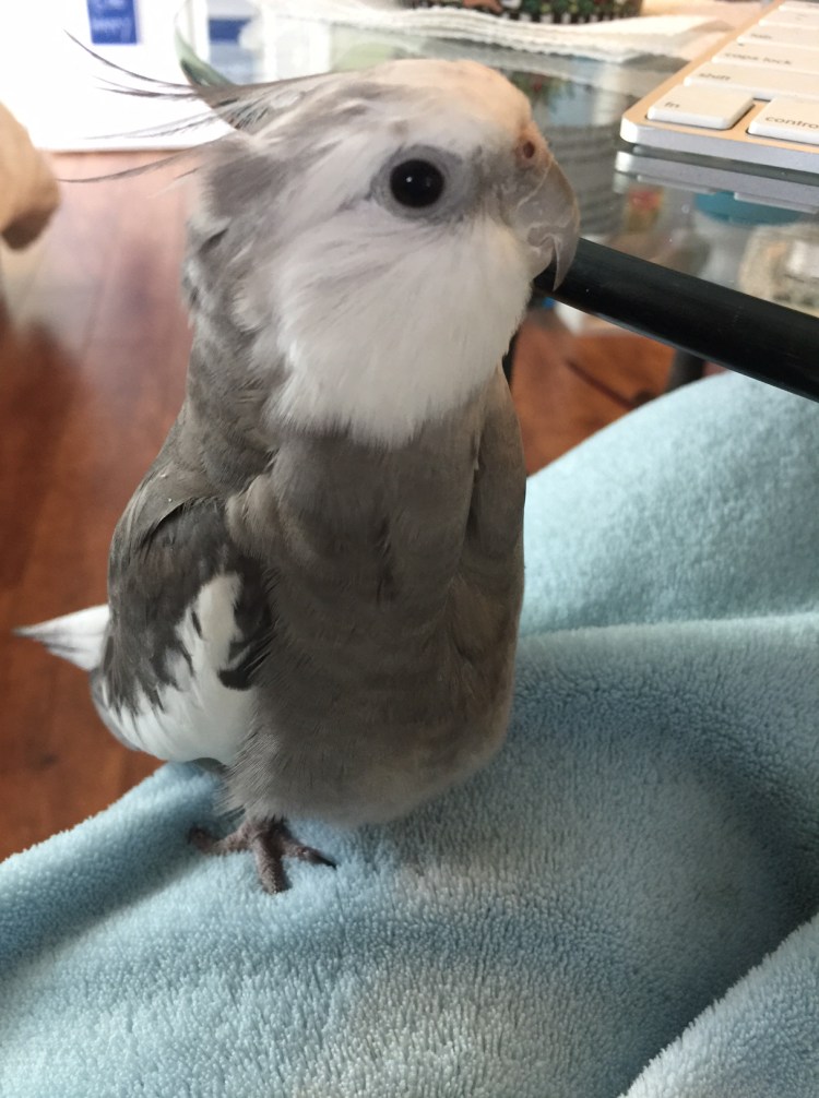 Pearl, looking very cute (like always), effortlessly makes his large featherless assistant very happy - even on a Monday!