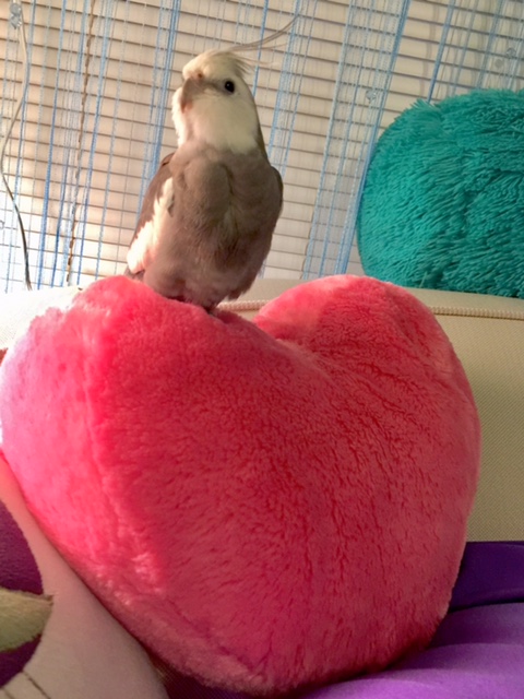 Pearl, looking especially love-ful (as befits the most manly manbirds) on the Day O' Love.