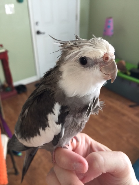 Notice how the suavely confident manly supermanbirdmodel awaits the arrival of his love.