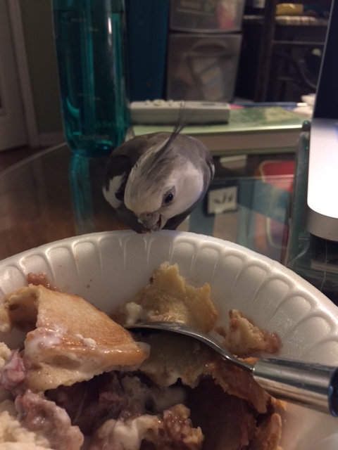 He turns his (cute, feathery) head, still listening intently.