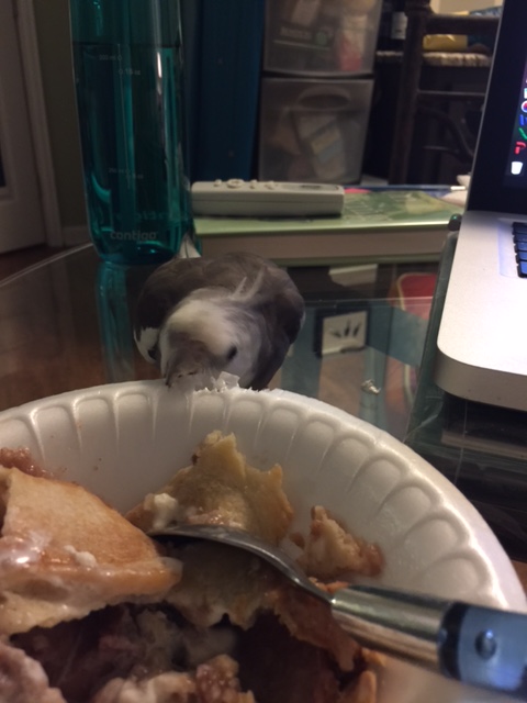 So that's how it's going to be, eh?, the star is heard to say as he opens his sharp curved beak, edges glinting in the dim light. He lowers his head and.....CHOMP.