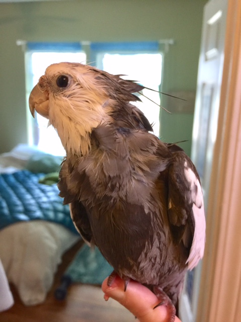 Here, notice how the model evokes the sparkling stage presence of its inspiration as each feather fairly hums with barely suppressed song.