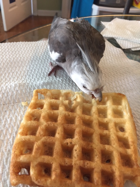 Nom, nom, nom.....ah! I've got it! You are "Waffle!" No sense trying to hide from a "black-ops" agent, you know. We always (er) waffle the truth out of you one way or another....