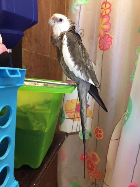 Here, notice how the model emulates "freezing" so well that not one single feather flutters.