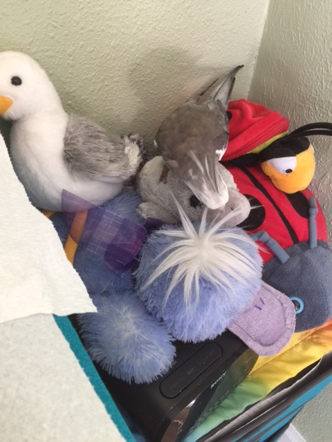 Hellooooo.....? Wait a minute. Did you....faint?