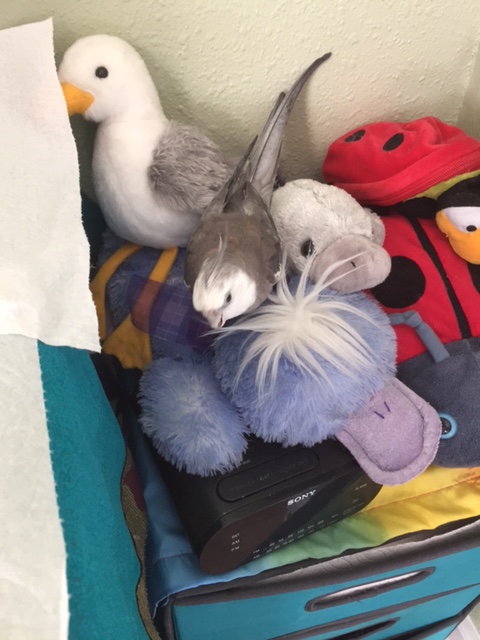 I'll just nibble a crest feather and see if he comes to.