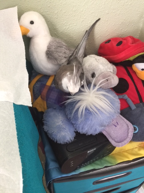 You - yes, the one with the white crest. Are you new?