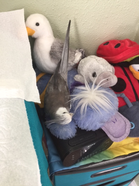 Yup....he's out like a light. 