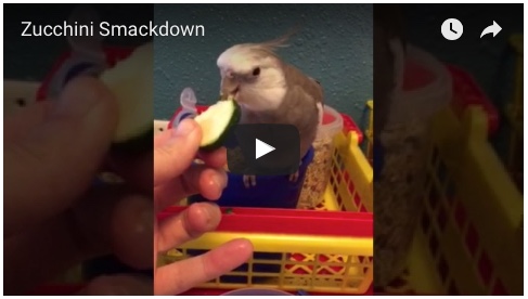 zucchinismackdownvideo