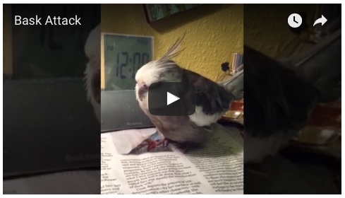baskattackvideo