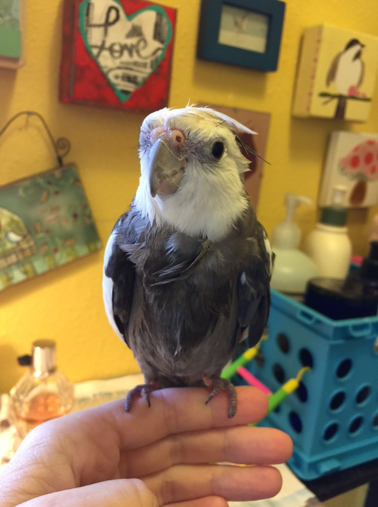 Here, notice how the model's sleek, streamlined crest, neck and chest feathers remain utterly motionless, displaying serious style mojo.