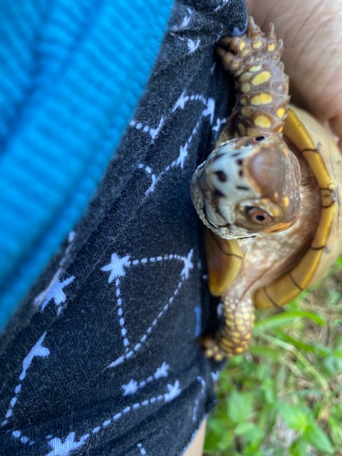 Box turtle with rescue mama