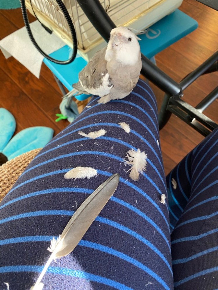 cockatiel feather molting