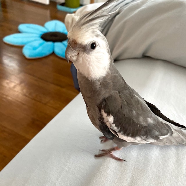 whiteface cockatiel crest