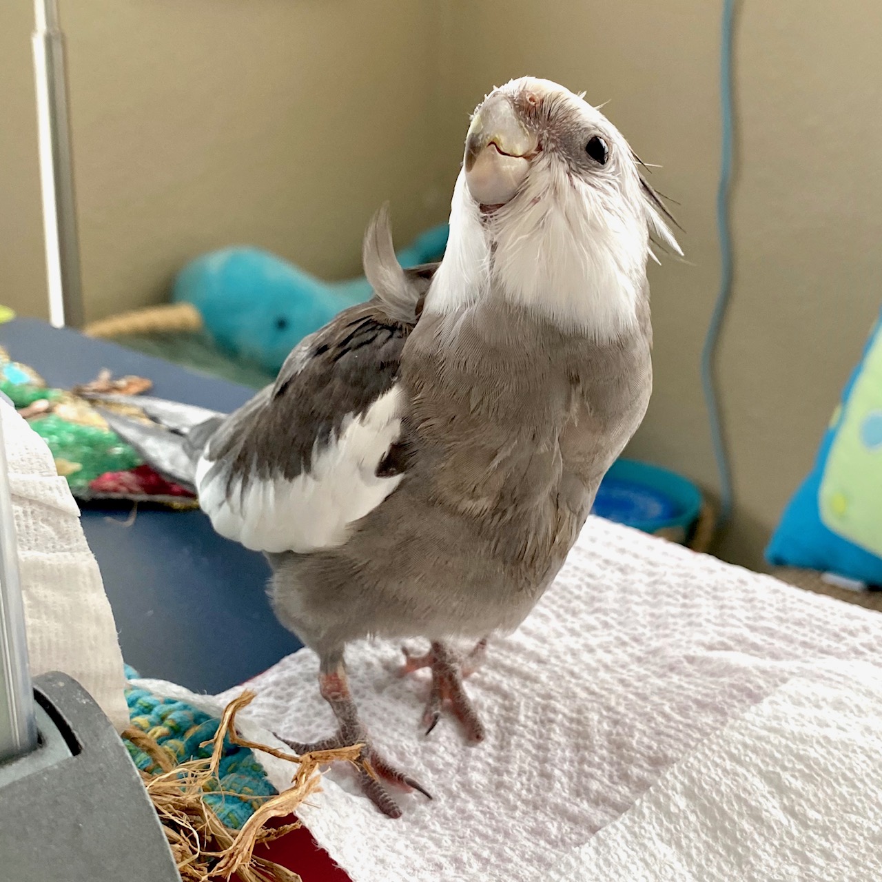 cute cockatiel strikes a pose