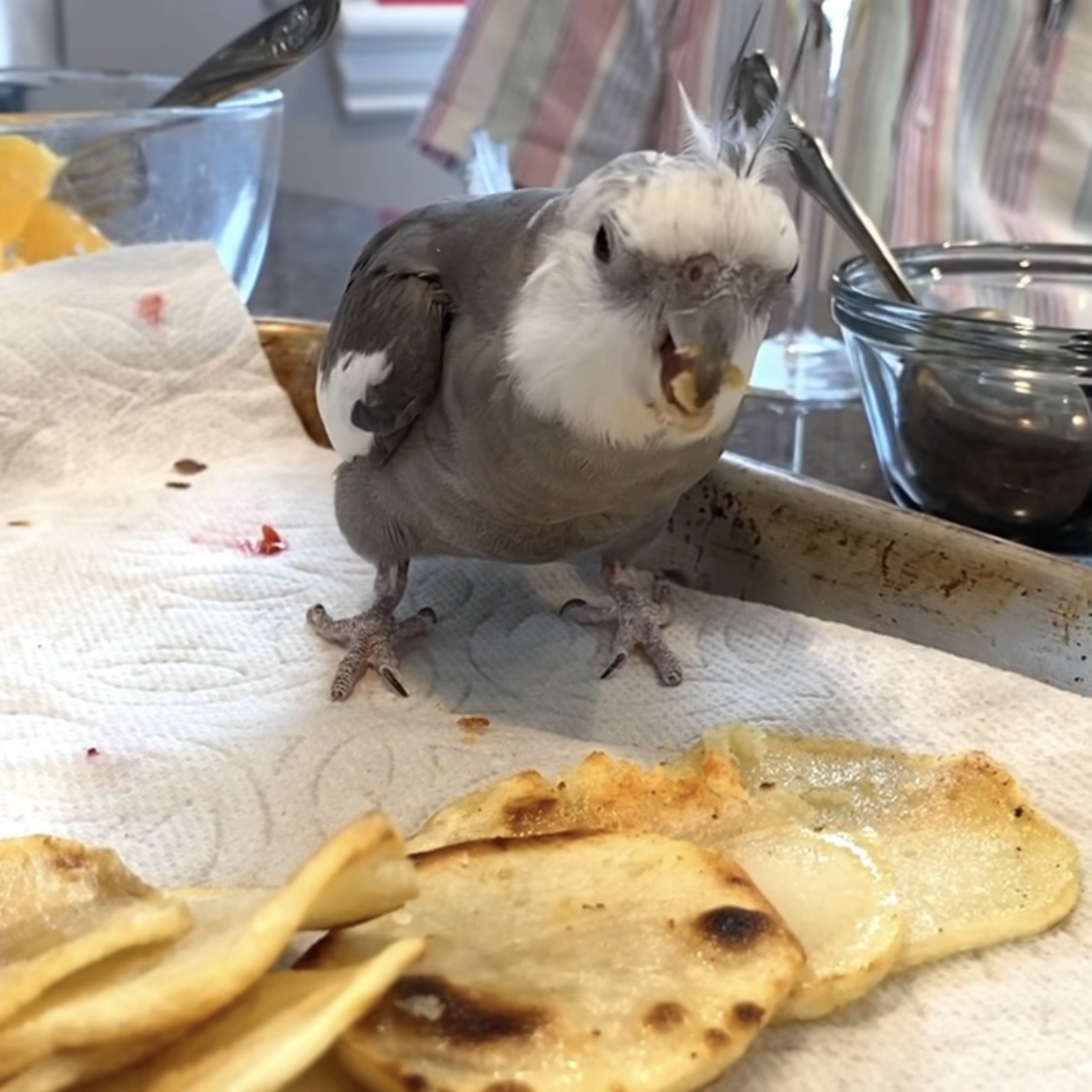 cockatiel eats potatoes