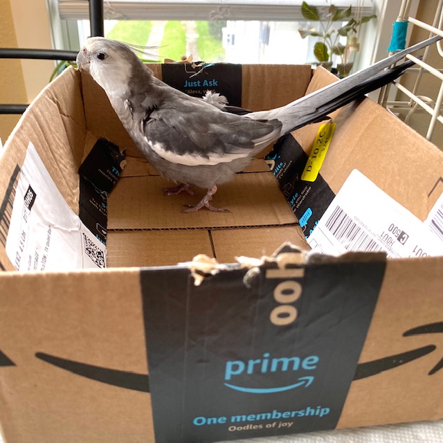 cockatiel nests in amazon box