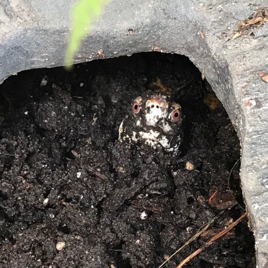 box turtle buried in dirt