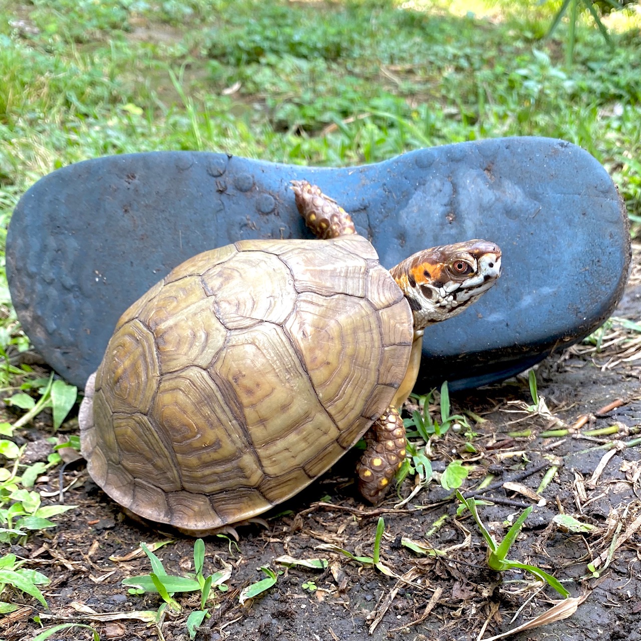 box turtle with Crocs sandal
